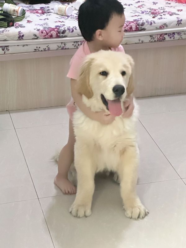 金毛