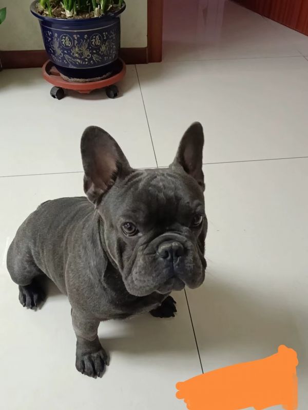 斗牛丢了，听说现在狗不吃不喝