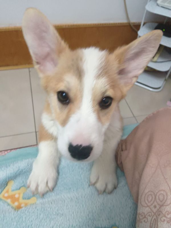 5个月狗
