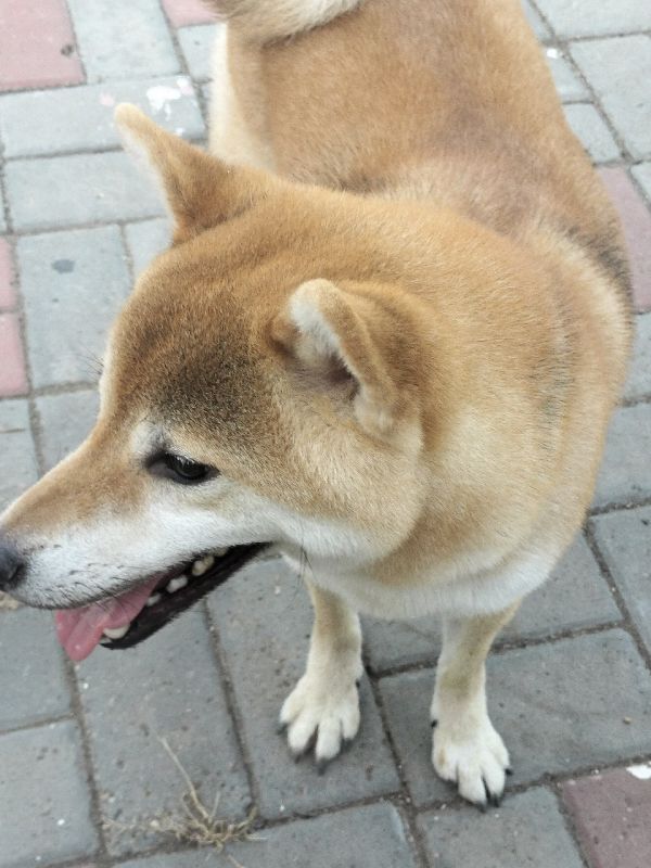 柴犬公子一枚