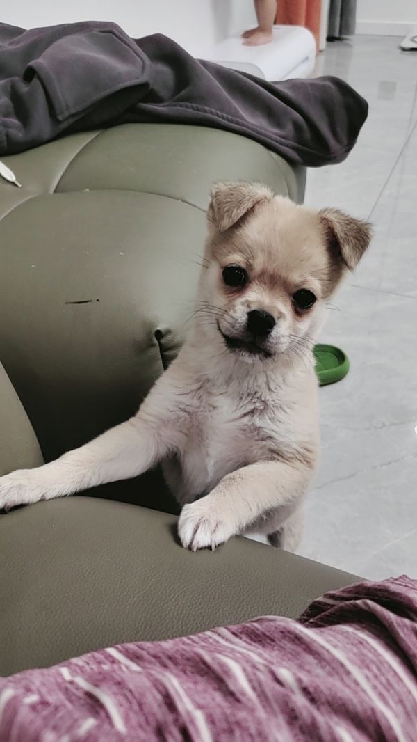 白送 ***养小狗