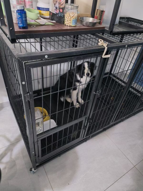 出售自家边牧