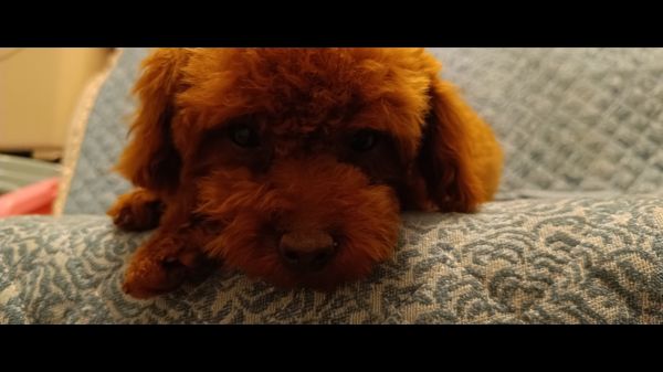 配狗配狗配狗