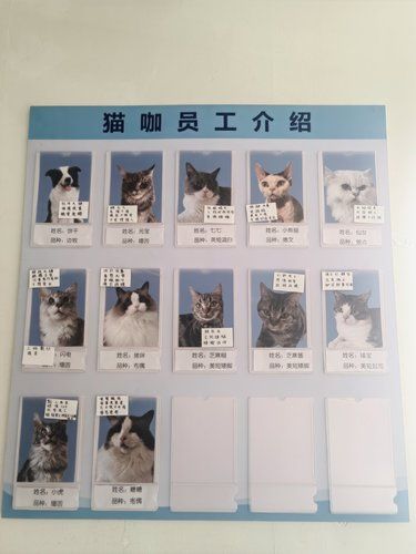 昆明 || 一家友爱❤️的猫咖