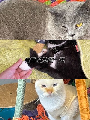 懒懒猫咪日常～