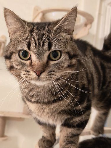 猫咖奇遇记