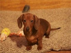 本地出售纯种巴哥幼犬 疫苗齐全包健康 可上门挑选