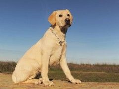 本地出售纯种博美俊介幼犬 纯白无杂毛 可上门挑选