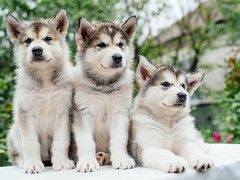 本地出售纯种巴哥幼犬 疫苗齐全包健康 可上门挑选