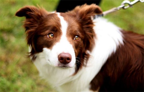 ​纯种边牧犬的特征