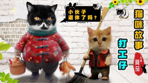 猫咪打工仔，何时才能过上退休生活