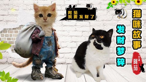 猫咪发财梦破灭，回归流水线三千