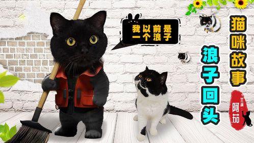 猫咪终日沉迷玩乐，终于醒悟浪子回头