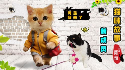 猫咪家里多了一个金渐层新成员