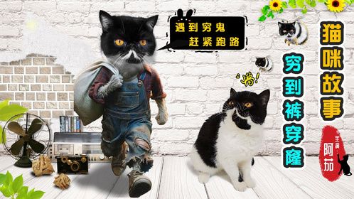 猫咪看到铲屎官穷到叮当响，密谋逃离家园