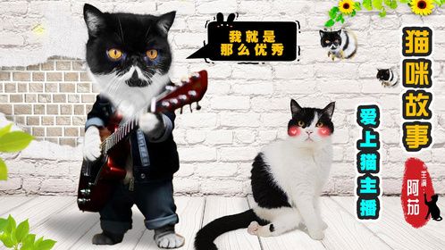 猫咪迷上了美女主播，拿出私房钱刷棒棒糖