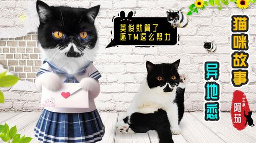 猫咪异地恋的爱情，远赴他乡寻找心中的他