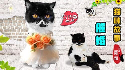 猫咪大龄剩女被催婚，相亲对象年轻有为
