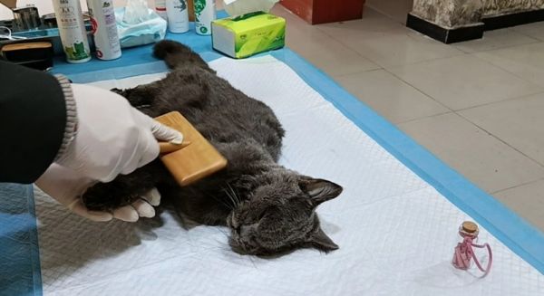 专业宠物火葬场 宠物去世一站式服务 专属服务，高效服务