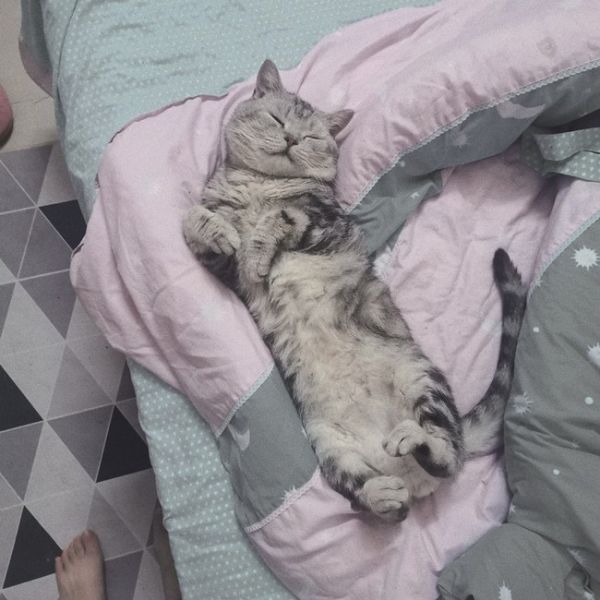专业宠物火葬场 宠物去世一站式服务 专属服务，高效服务