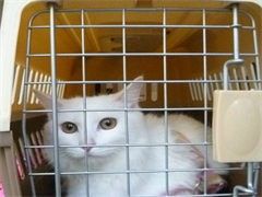 深圳上门纠正训犬-训犬电话