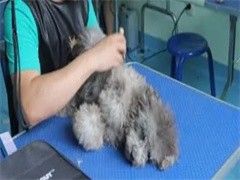 深圳宠物狗狗行为训练-专业教练