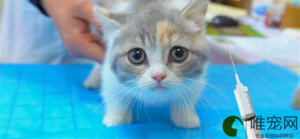 猫打疫苗的顺序及时间