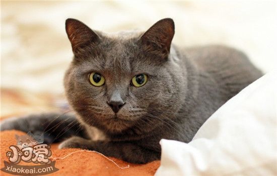 猫咪需要打什么针 猫咪疫苗要如何注射你知道吗