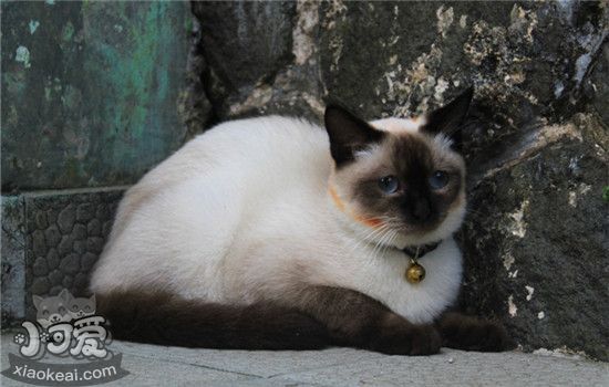 猫咪需要打什么针 猫咪疫苗要如何注射你知道吗