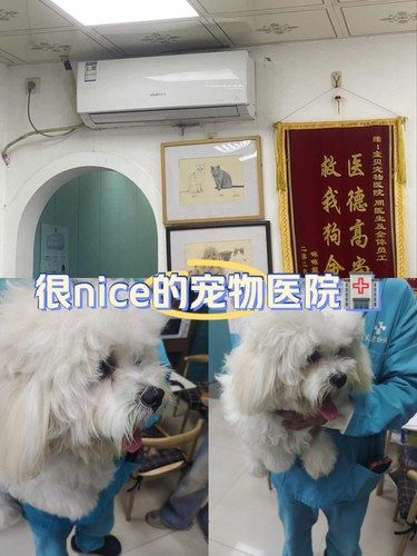 后悔没早点发现！非常nice 的宠物医院 