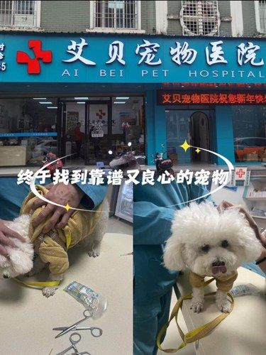 漳州终于找到靠谱又良心的宠物医院！！ 