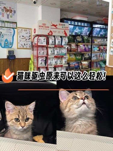 猫咪驱虫原来可以这么轻松！ 