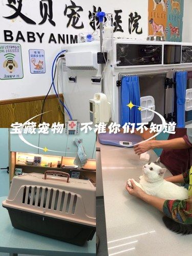 漳州这家宝藏宠物医院不准你们不知道！ 