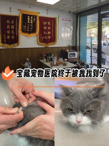 终于被我找到了‼宝藏宠物医院 