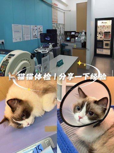 猫猫体检 | 分享一下经验）找到了！！！！