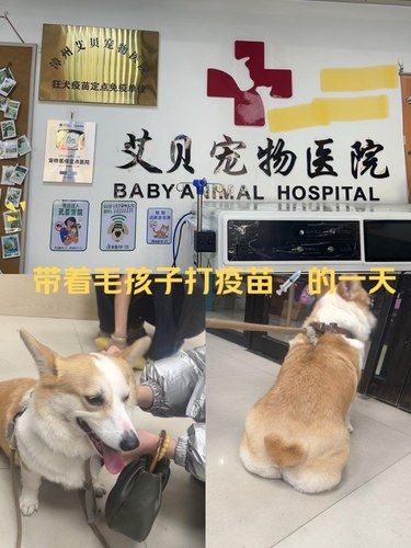 论养狗人—找家靠谱宠物医院的重要性！！！ 