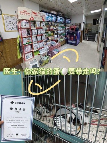 医生：你家猫的蛋要带走吗？ 