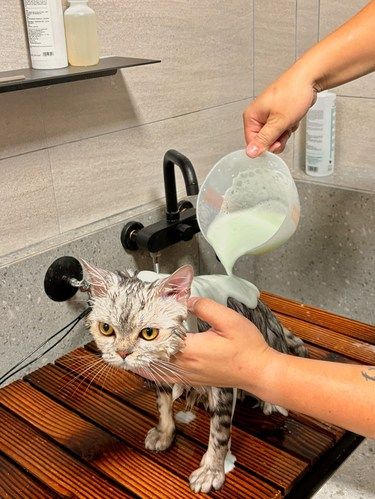 我家阿喵说洗澡它只来这里