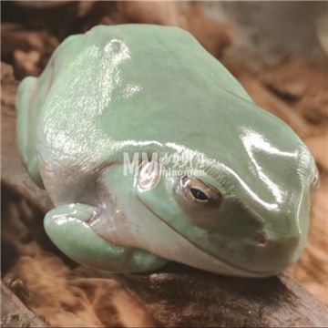 HUNTER爬宠馆