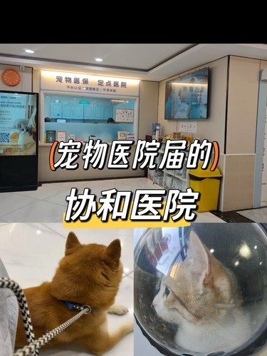 五星级动物医院| 全国各地的疑难杂症都往这送
