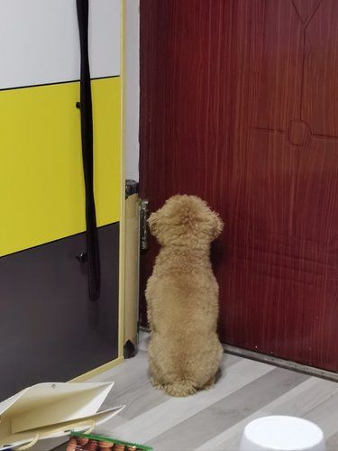 安安静静的狗狗时刻