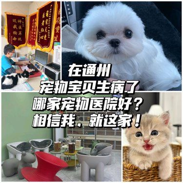 通州燕郊的毛孩子生病了不知道去哪好，看这里