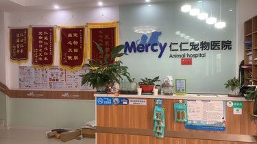 宝藏宠物医院！猫咪耳道清洁超满意