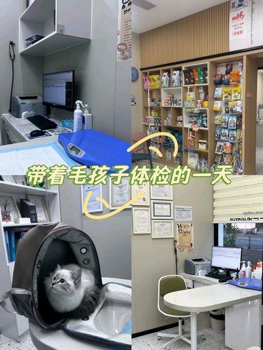 带着毛孩子体检的一天