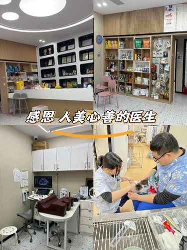 幸运！流浪猫遇上超暖宠物医院还享折扣