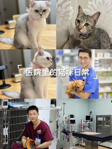温柔的医护猫日子