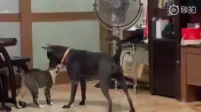 狗子仗着自己敏捷高，就不停去调戏猫咪，好贱啊，哈哈哈？