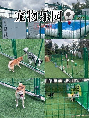 宠物运动场