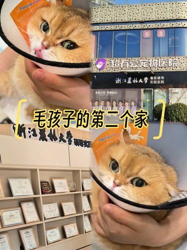 我私藏的宝藏宠物医院！性价比和专业度都拉满！