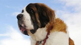 从拆家到天使：3个月训犬计划拯救你的沙发